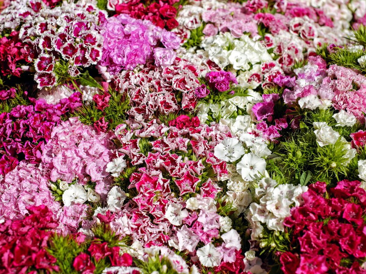 Las Mejores Flores para Funerales y Su Significado